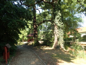 Kámoni arborétum Szombathely